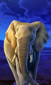 African Elephant